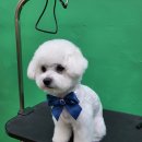 울산애견미용 러빙도기 | 울산애견미용 러빙도기 스트레스받지않는미용