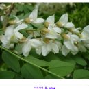 향수(온산) 이미지