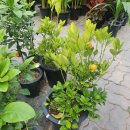 예진꽃농원 이미지