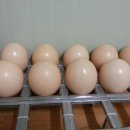 한길3농장 이미지