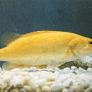 황쏘가리 이미지