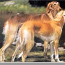 살루키 (Saluki) 이미지