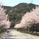 둔덕동 주민센터 | 4월벚꽃 여수여행가서 보고왔어요 (+여수맛집 호텔)