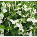 삼백초