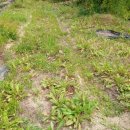 죽엽산농장 이미지