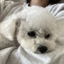 말티즈 눈물자국, 눈물 알러지 잡아 좋아진 후기