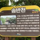 솜반 이미지
