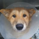 하일동물병원 이미지