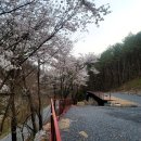 강원도 영월 캠핑장 추천, 자연 속 힐링 공간 &#39;포레앙비떼 캠핑장&#39; 솔직 후기 벚꽃 캠핑 계곡 캠핑