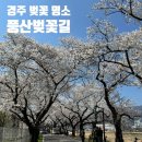 프로테크 | 경주 벚꽃 명소 '풍산벚꽃길' 4월 2일 방문 후기