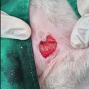 상일 쓰담쓰담 동물병원 이미지