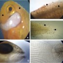 흰동가리(Amphiprion percula)의 Amyloodinium과 황산구리 약욕 치료 이미지