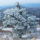 (제351회) 2019.02.24 (2월네째주) 대관령 고루포기산 정기산행 이미지