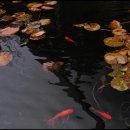 용성초등학교 이미지