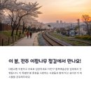 아이비전주모터스 주식회사 | 전주 이팝나무 철길 개방일정 총정리, 2025 봄꽃 명소 완벽 가이드