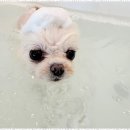 멍세권 | 청주강아지유치원 믿고 맡기는 청주의 멍세권 후기