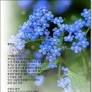 물망초 Daum카페