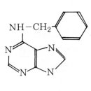 [소나무 삽목 5] 싸이토카이닌(cytokinins), BA의 효능과 조제 및 사용법 이미지