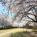 군산 벚꽃축제 2024 여행 군산 벚꽃 명소 개화시기, 만개시기| 은파호수공원, 월명체육관, 소룡동시민공원