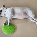 큰댕댕 개치원 이미지