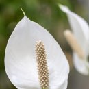 정석볼링365 이미지
