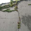 펜타힐즈치과의원 이미지