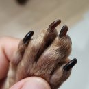 내동애견 | (김해/내동)해피멍데이 애견미용 이용후기