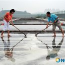 염전체험 뉴시스