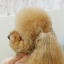 요크독애견샵 이미지