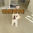 땅콩 애견유치원 | 청주 애견미용 추천 l 산남동 멍구름 말티푸 미용 후기!