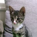 업동이네 이미지