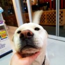 강산동물병원 네이버블로그