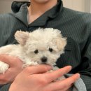 나는강아지 | [나는 펫] 부산 강아지 분양, 비숑 우리 집 막둥이