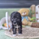 강남고양이분양 러브앤캣 | 왕십리베들링턴테리어분양 득템 후기 성공 비결 공개