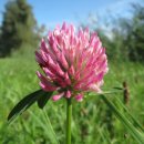 레드클로버 이미지