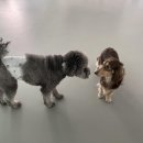 망원견 애견유치원&애견호텔 이미지