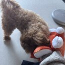 5층 댕꼬르동 이미지