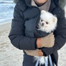 [가나디 자랑🐶] 이봉순 근황