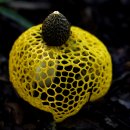 무등산버섯 이미지