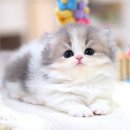강남고양이분양캣프렌즈