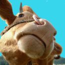 우두머리 이미지