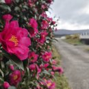 동백목장 이미지