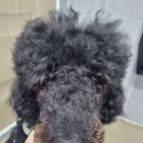 크라운독 이미지