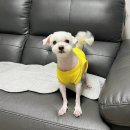 개깎쟁이 이미지