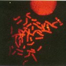 Chromosome(염색체) 이미지