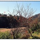 천도리양지마을 네이버블로그