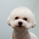 워너독 이미지