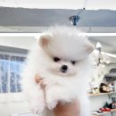 퍼피힐 강아지분양 이미지