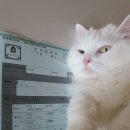 씨에스메디 | 세종 프라우메디산부인과 제왕절개 3일차 링거빼기 페인버스터 후기