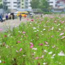 코스모스 산업 이미지